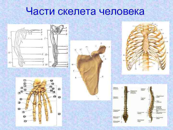 Части скелета человека 