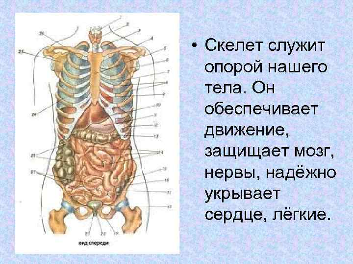  • Скелет служит опорой нашего тела. Он обеспечивает движение, защищает мозг, нервы, надёжно