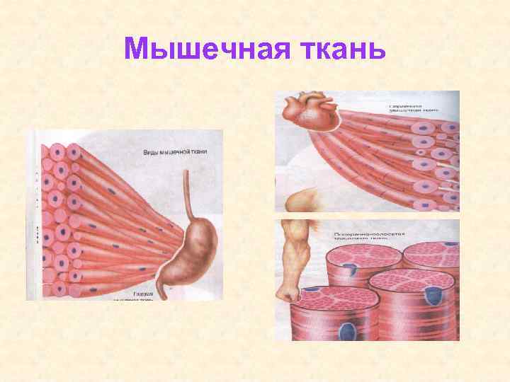 Мышечная ткань 