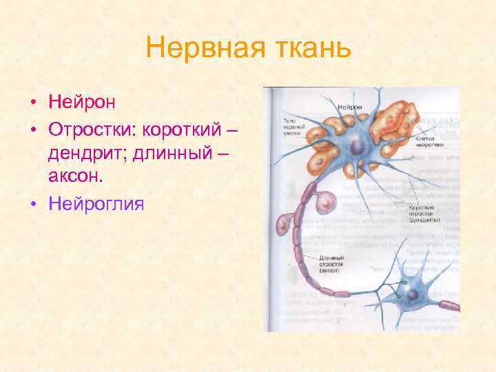 Нервная ткань • Нейрон • Отростки: короткий – дендрит; длинный – аксон. • Нейроглия