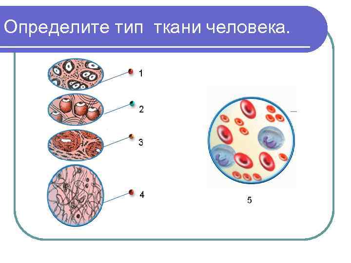 Определите тип ткани человека. 5 