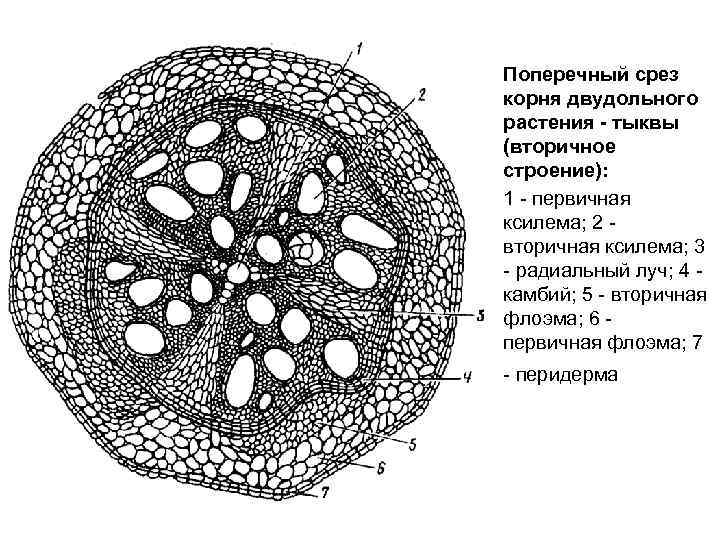 Поперечный срез корня двудольного растения - тыквы (вторичное строение): 1 - первичная ксилема; 2