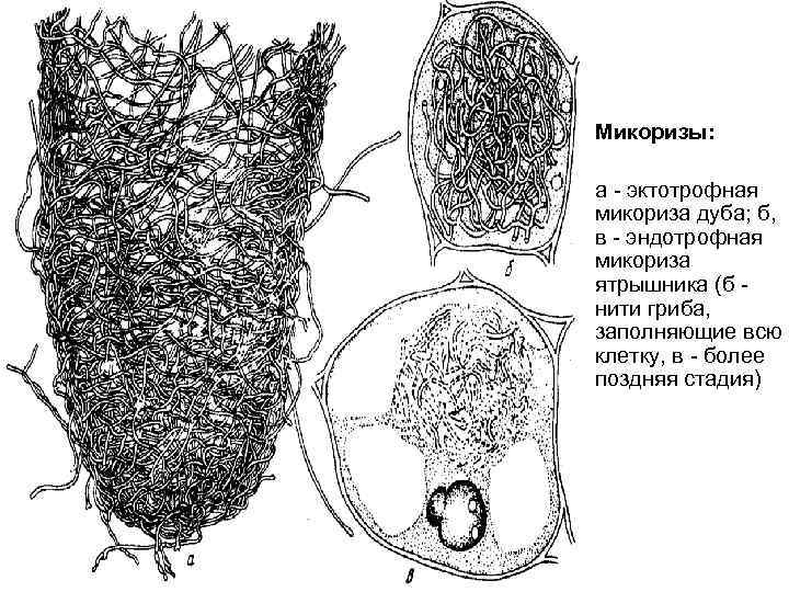 Микоризы: а - эктотрофная микориза дуба; б, в - эндотрофная микориза ятрышника (б нити