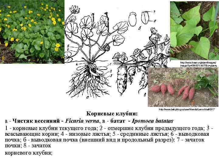 http: //www. sudga. ru/showthread. php? t=60&page=73 http: //www. hear. org/starr/images/ image/? q=080531 -4977&o=plants http: