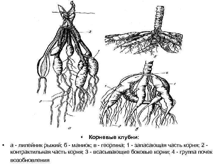  • • Корневые клубни: а - лилейник рыжий; б - маниок; в -