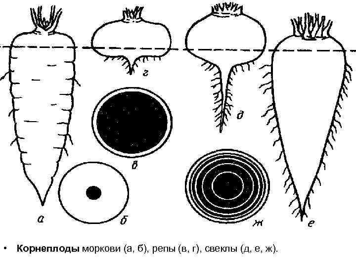  • Корнеплоды моркови (а, б), репы (в, г), свеклы (д, е, ж). 