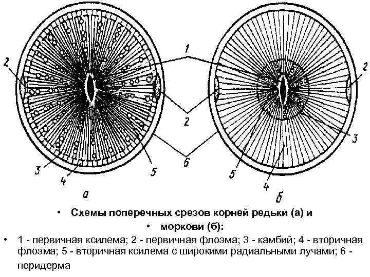  • Схемы поперечных срезов корней редьки (а) и • моркови (б): • 1