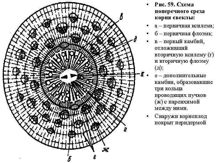  • Рис. 59. Схема поперечного среза корня свеклы: • а – первичная ксилема;