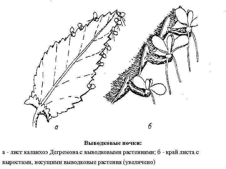 Выводковые почки: а - лист каланхоэ Дегремона с выводковыми растениями; б - край листа