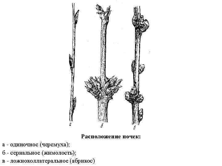 Расположение почек: а - одиночное (черемуха); б - сериальное (жимолость); в - ложноколлатеральное (абрикос)