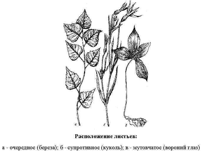 Расположение листьев: а - очередное (береза); б - супротивное (куколь); в - мутовчатое (вороний