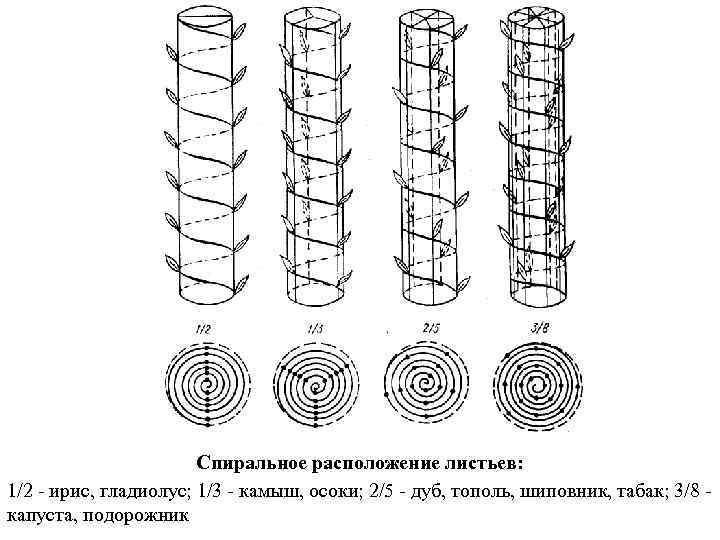 Спиральное расположение листьев: 1/2 - ирис, гладиолус; 1/3 - камыш, осоки; 2/5 - дуб,