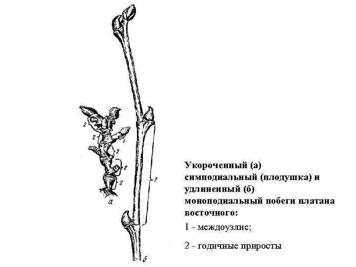 Пазушные укороченные побеги имеются у шиповника. Удлиненный и укороченный побег. Удлиненный и укороченный побег яблони. Укороченный побег тополя. Удлиненный моноподиальный побег.