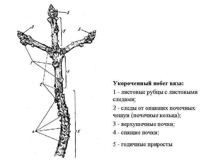 Укороченный побег вяза: 1 - листовые рубцы с листовыми следами; 2 - следы от