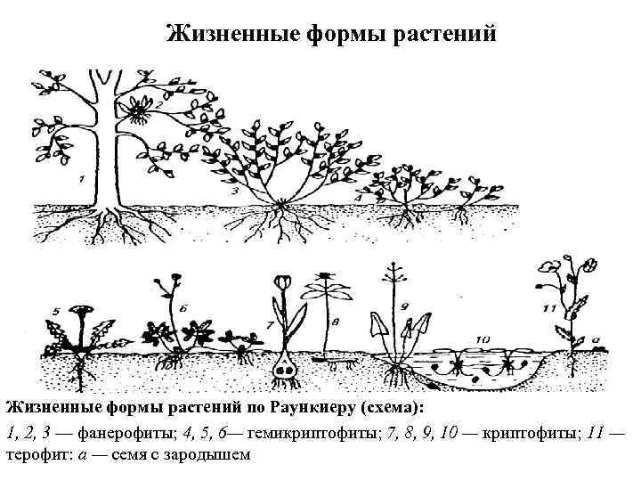 Жизненные формы растений по Раункиеру (схема): 1, 2, 3 — фанерофиты; 4, 5, 6—