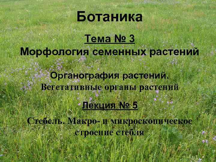 Ботаника Тема № 3 Морфология семенных растений Органография растений. Вегетативные органы растений Лекция №