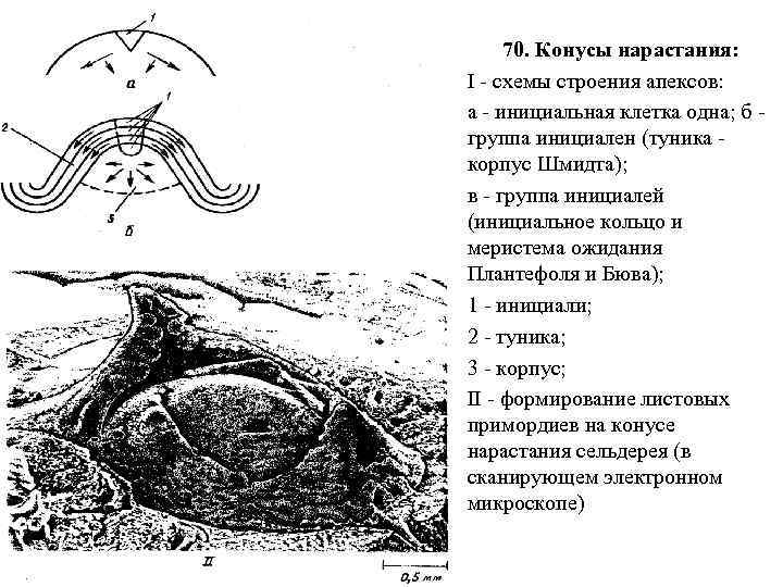 70. Конусы нарастания: I - схемы строения апексов: а - инициальная клетка одна; б