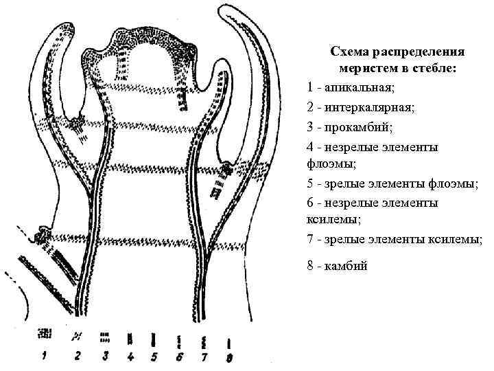 Схема распределения меристем в стебле: 1 - апикальная; 2 - интеркалярная; 3 - прокамбий;