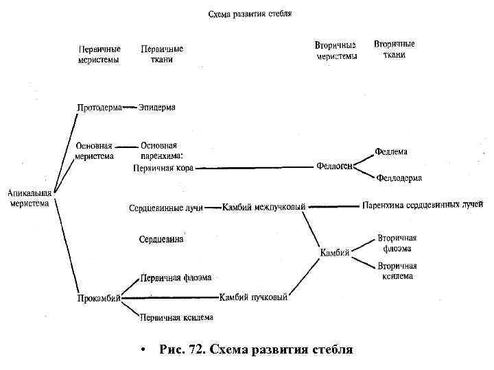  • Рис. 72. Схема развития стебля 