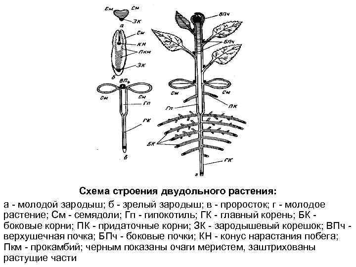 Схема строения двудольного растения: а - молодой зародыш; б - зрелый зародыш; в -