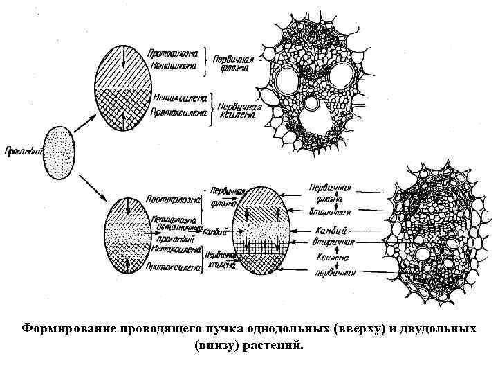 Формирование проводящего пучка однодольных (вверху) и двудольных (внизу) растений. 