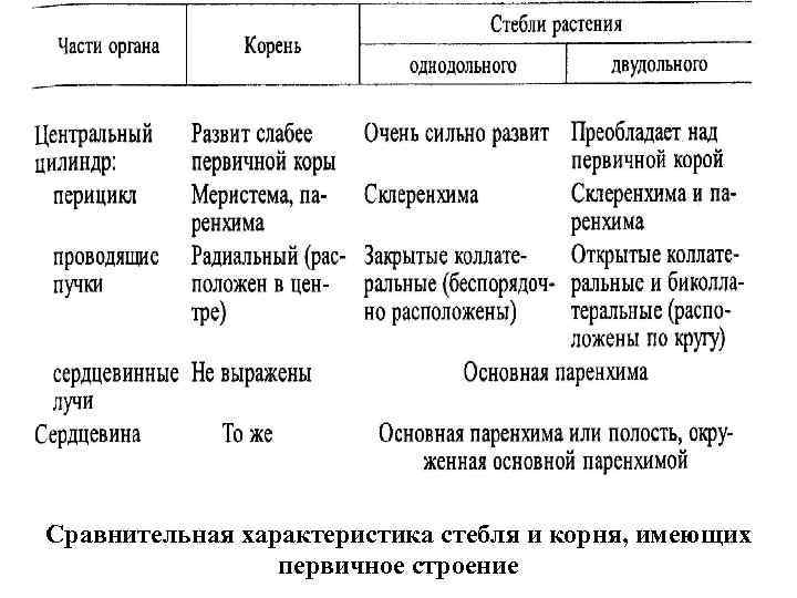 Сравнительная характеристика стебля и корня, имеющих первичное строение 