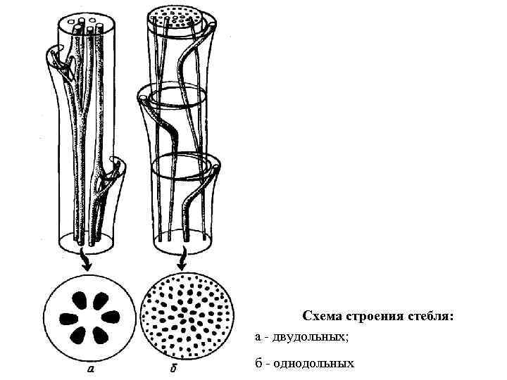 Схема строения стебля: а - двудольных; б - однодольных 