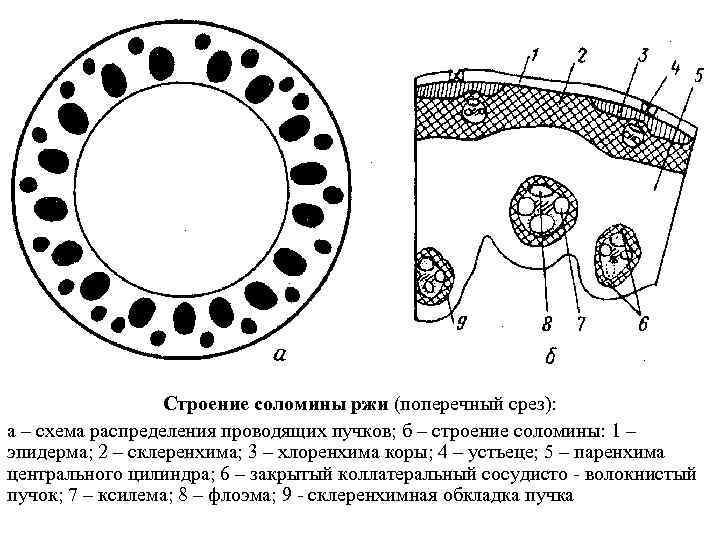 Строение соломины ржи (поперечный срез): а – схема распределения проводящих пучков; б – строение