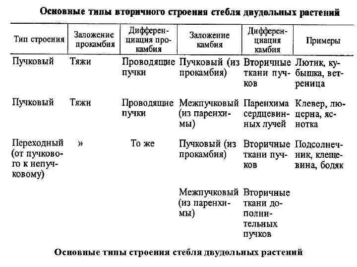 Основные типы строения стебля двудольных растений 