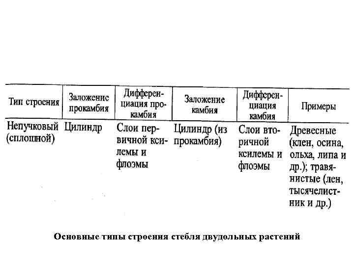 Основные типы строения стебля двудольных растений 