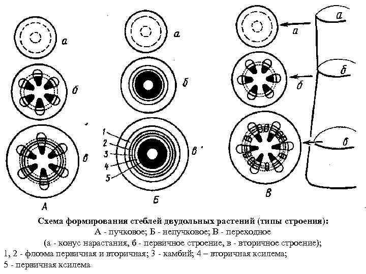 Схема формирования стеблей двудольных растений (типы строения): А - пучковое; Б - непучковое; В