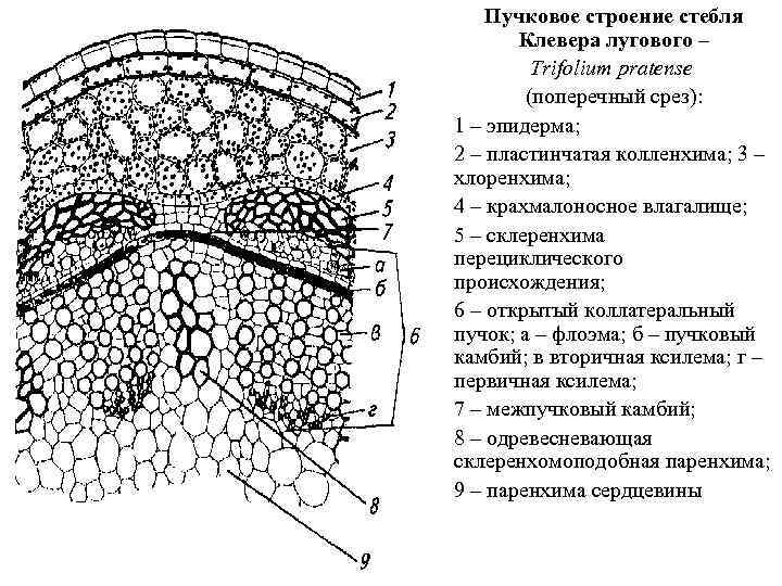 Пучковое строение стебля Клевера лугового – Trifolium pratense (поперечный срез): 1 – эпидерма; 2