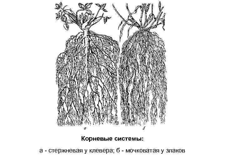 Корневые системы: а - стержневая у клевера; б - мочковатая у злаков 