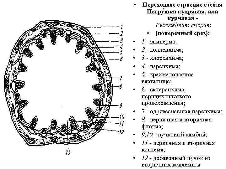 Типы строения стеблей