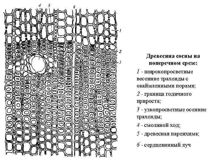 Древесина сосны на поперечном срезе: 1 - широкопросветные весенние трахеиды с окаймленными порами; 2