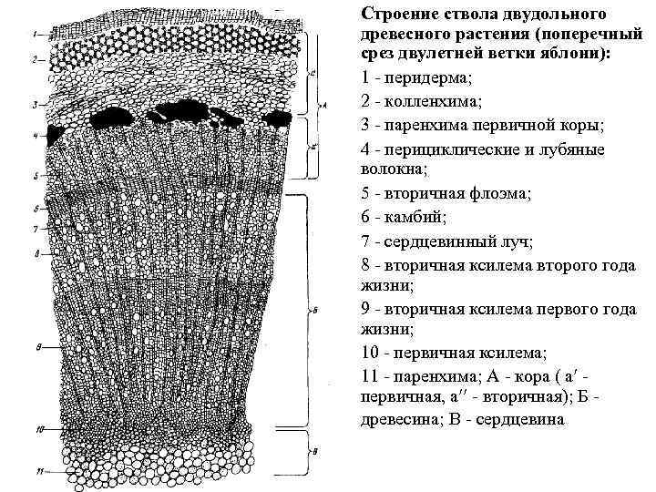 Строение ствола двудольного древесного растения (поперечный срез двулетней ветки яблони): 1 - перидерма; 2