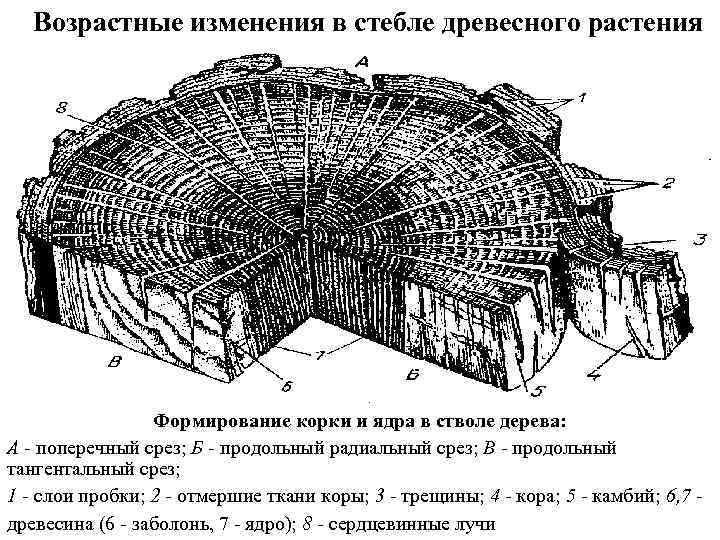 Возрастные изменения в стебле древесного растения Формирование корки и ядра в стволе дерева: А