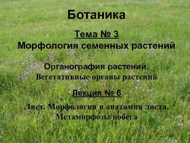 Ботаника Тема № 3 Морфология семенных растений Органография растений. Вегетативные органы растений Лекция №