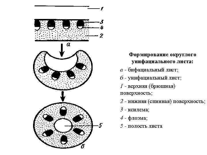 Формирование округлого унифациального листа: а - бифациальный лист; б - унифациальный лист; 1 -