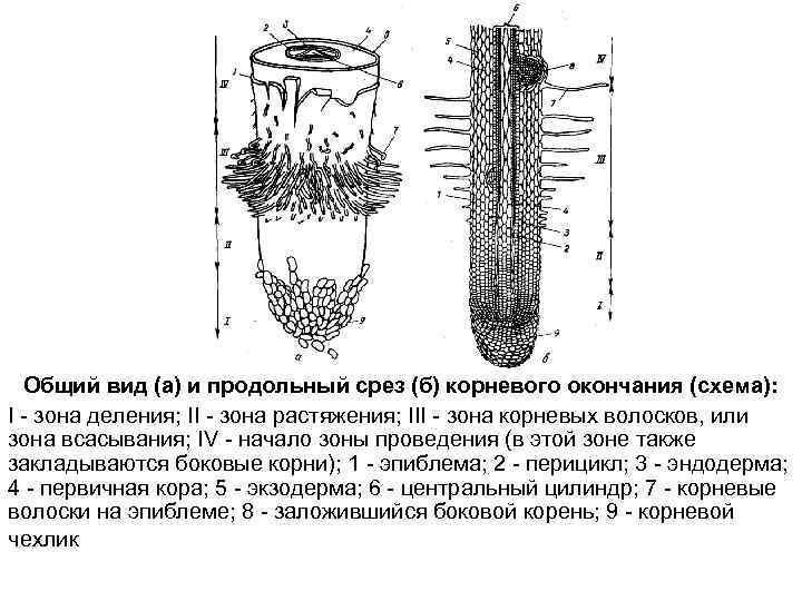 Общий вид (а) и продольный срез (б) корневого окончания (схема): I - зона деления;
