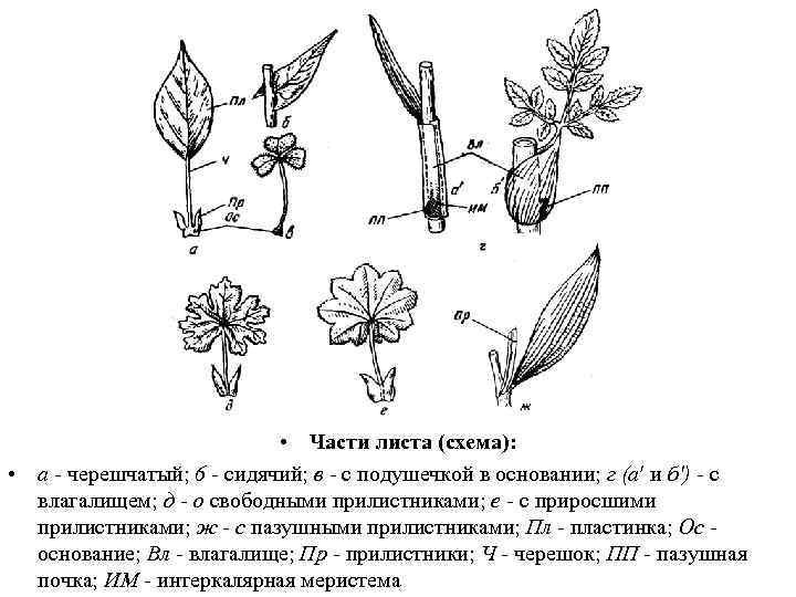  • Части листа (схема): • а - черешчатый; 6 - сидячий; в -