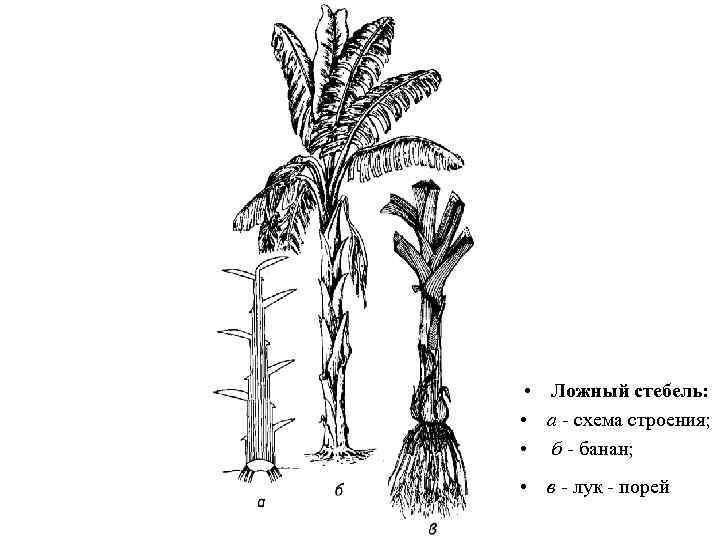  • Ложный стебель: • а - схема строения; • б - банан; •