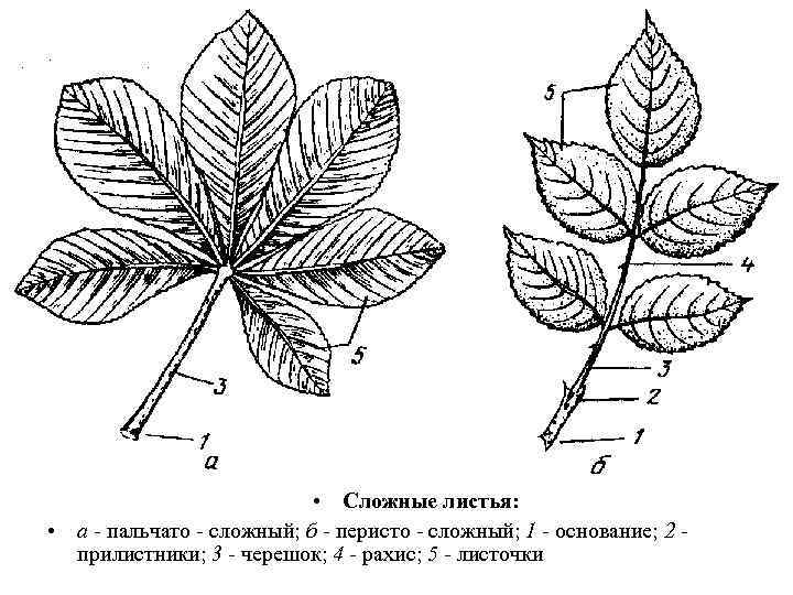  • Сложные листья: • а - пальчато - сложный; б - перисто -