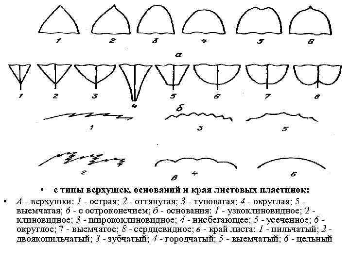  • е типы верхушек, оснований и края листовых пластинок: • А - верхушки: