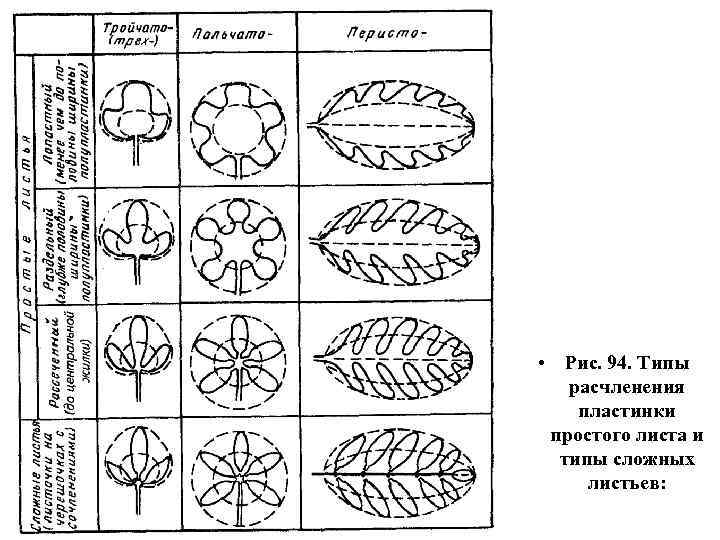  • Рис. 94. Типы расчленения пластинки простого листа и типы сложных листьев: 