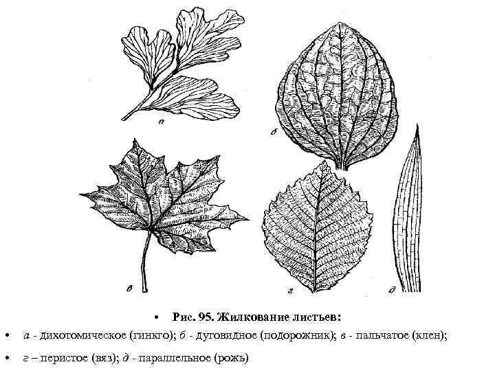  • • Рис. 95. Жилкование листьев: а - дихотомическое (гинкго); б - дуговидное