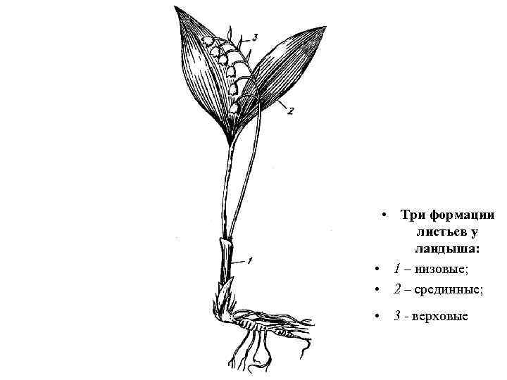  • Три формации листьев у ландыша: • 1 – низовые; • 2 –