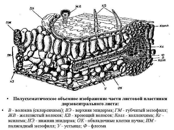  • Полусхематическое объемное изображение части листовой пластинки дорзовентрального листа: • В - волокна