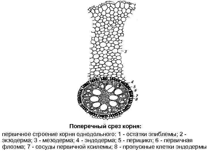 Поперечный срез корня: первичное строение корня однодольного: 1 - остатки эпиблемы; 2 экзодерма; 3