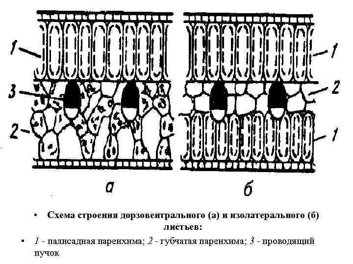  • Схема строения дорзовентрального (а) и изолатерального (б) листьев: • 1 - палисадная